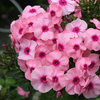 Phlox 
