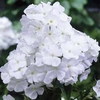 Phlox 