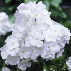 Phlox 