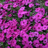 Phlox douglasii 