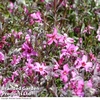 Phlox douglasii 