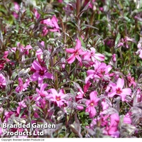 Phlox douglasii 