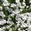 Phlox douglasii 