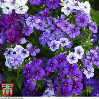 Phlox drummondii 