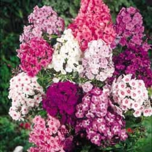 Phlox 