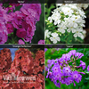 Phlox 