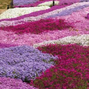 Phlox Mixed (Creeping) - 10 plug plants