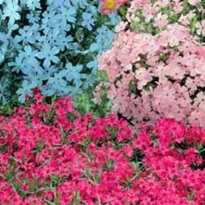 Phlox Mixed (Creeping) - 20 plug plants