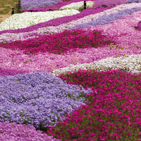 Phlox Mixed (Creeping)