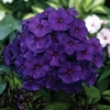 Phlox 