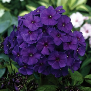 Phlox 