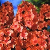 Phlox 