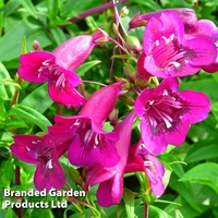 Phlox paniculata 