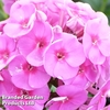 Phlox paniculata 