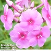 Phlox paniculata 