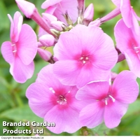 Phlox paniculata 