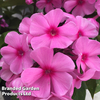 Phlox paniculata 