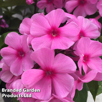 Phlox paniculata 