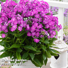 Phlox paniculata 