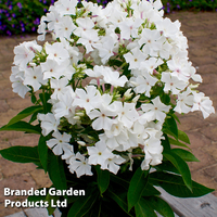 Phlox paniculata 