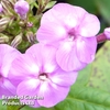 Phlox paniculata 