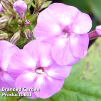 Phlox paniculata 