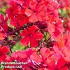 Phlox paniculata 