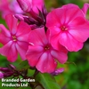Phlox paniculata 