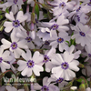 Phlox 