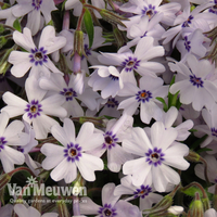 Phlox 