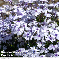 Phlox 