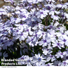 Phlox 