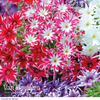 Phlox 