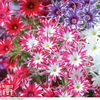 Phlox 