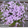 Phlox subulata 