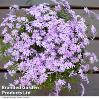 Phlox subulata 