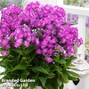 Phlox subulata 