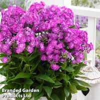 Phlox subulata 