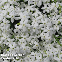 Phlox subulata 