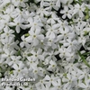 Phlox subulata 
