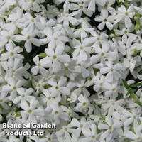 Phlox subulata 