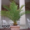 Phoenix Palm - 2 phoenix palm plants in 15cm pots