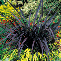 Phormium 