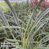 Phormium cookianum 