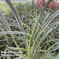 Phormium cookianum 