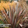 Phormium 