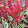 Photinia x fraseri 