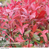 Photinia x fraseri 