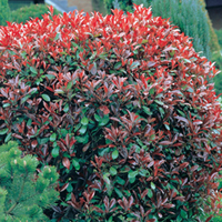 Photinia x fraseri 