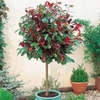 Photinia x fraseri 